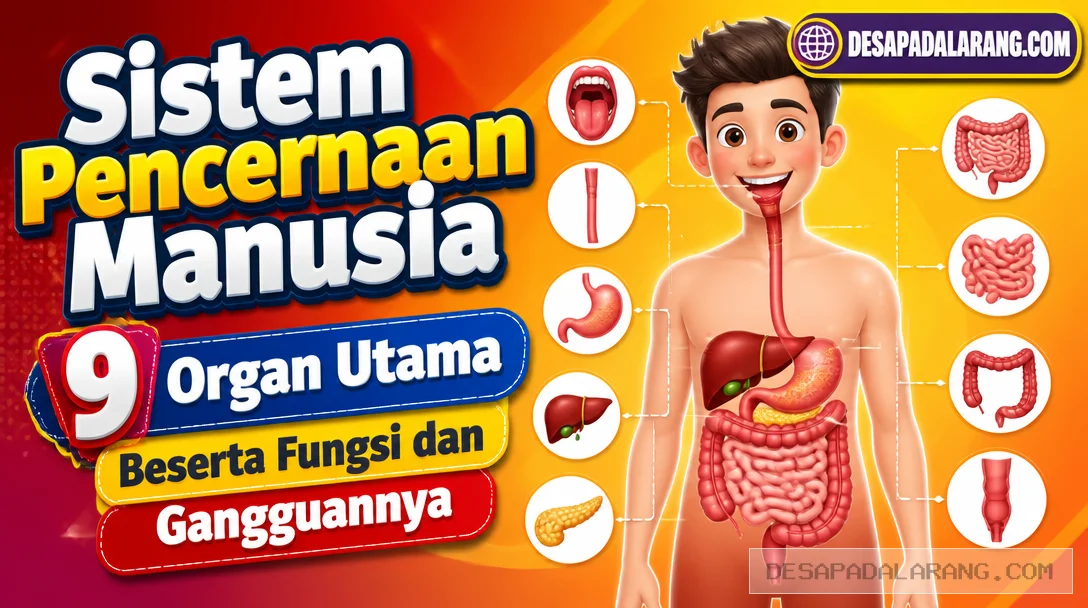 Sistem Pencernaan Manusia, 9 Organ Utama Beserta Fungsi dan Gangguannya